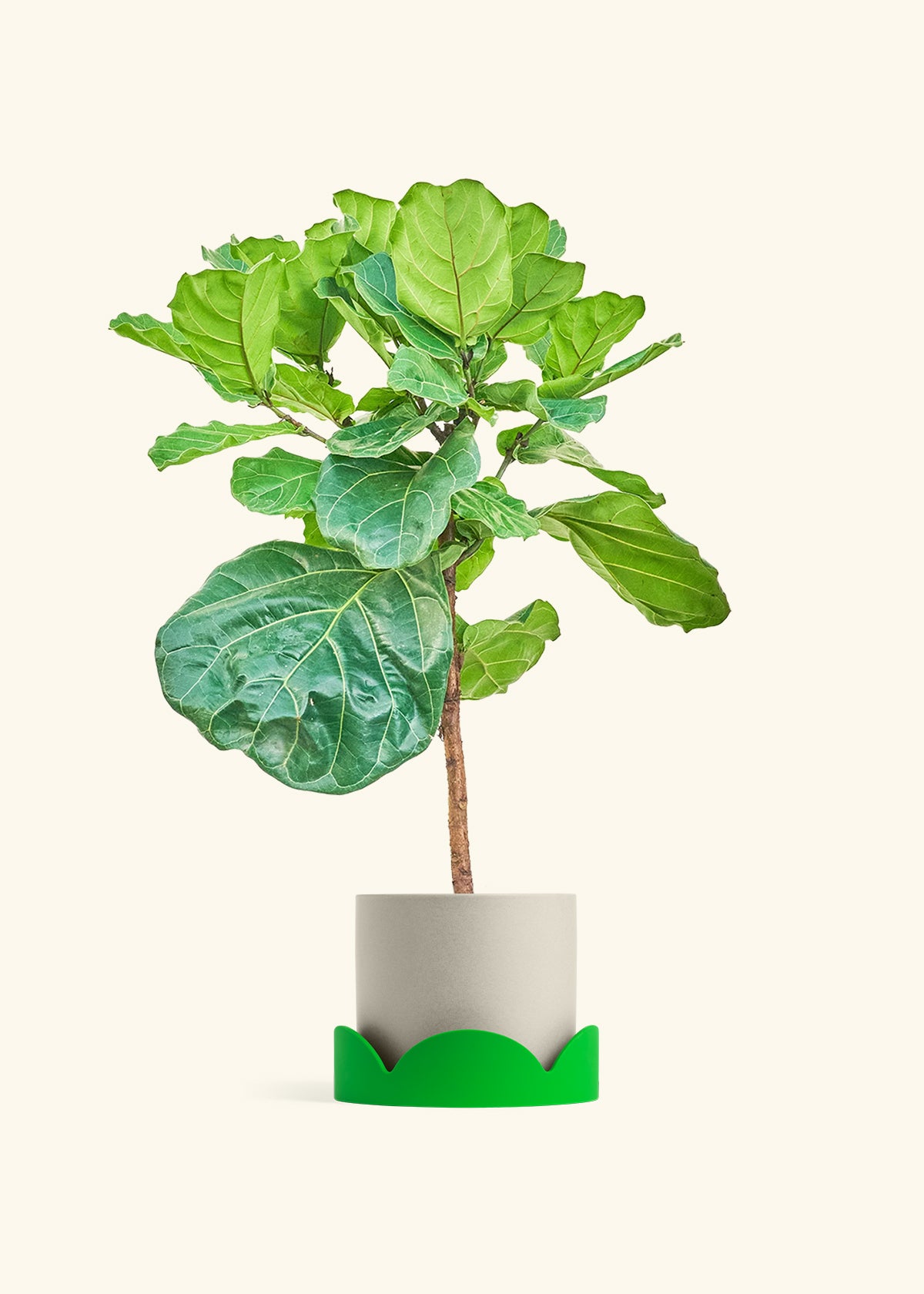 Fiddle Leaf Figin a 10 inches Oat Classic Cylinder Planter in a Shamrock Petal Drip Tray
