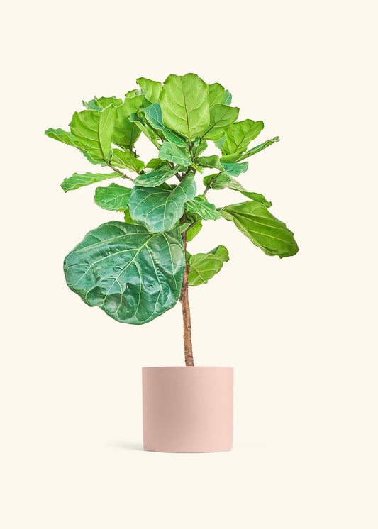 Fiddle Leaf Figin a 10 inches Pink Classic Cylinder Planter 