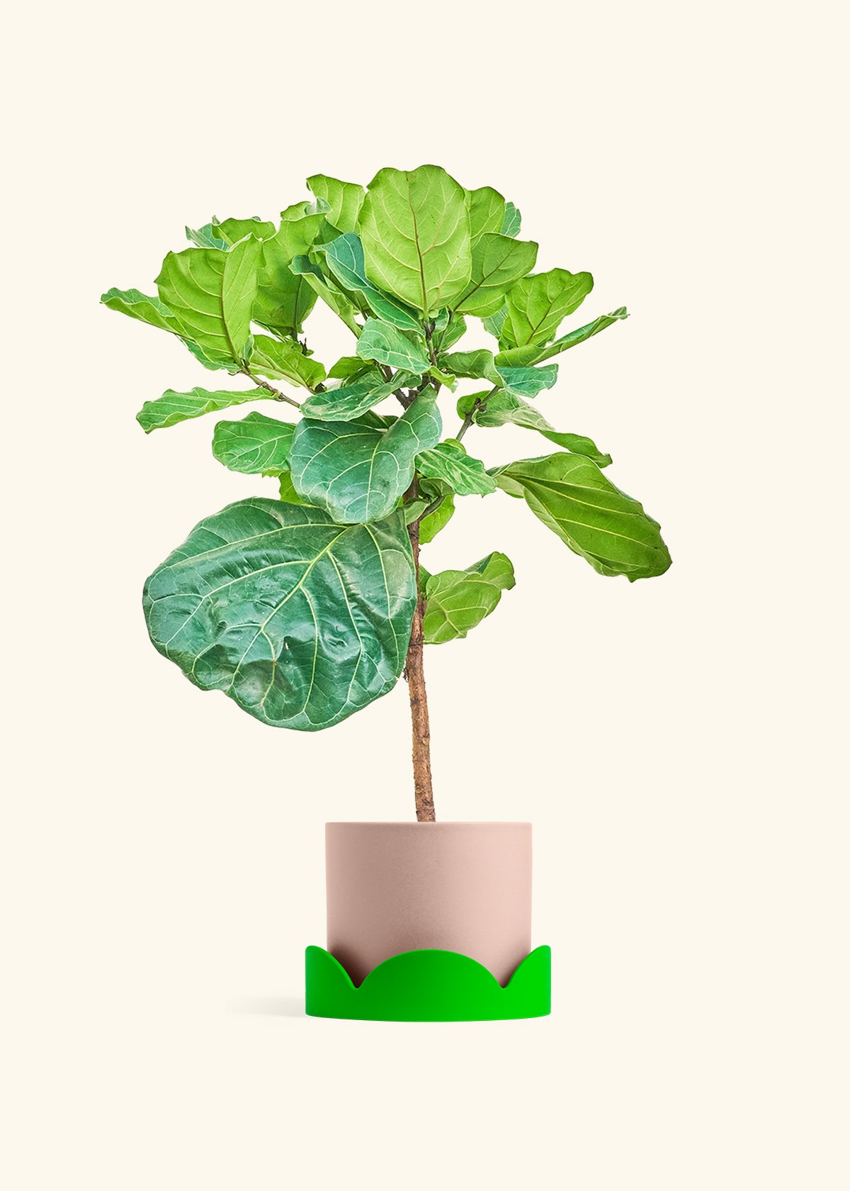 Fiddle Leaf Figin a 10 inches Pink Classic Cylinder Planter in a Shamrock Petal Drip Tray