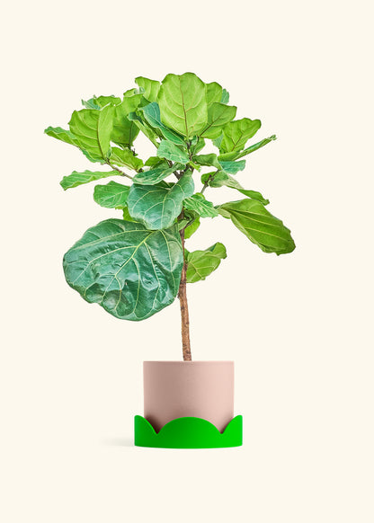 Fiddle Leaf Figin a 10 inches Pink Classic Cylinder Planter in a Shamrock Petal Drip Tray