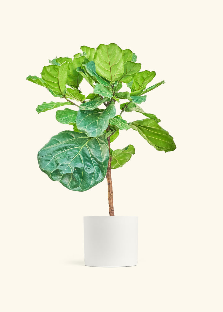 Fiddle Leaf Figin a 10 inches White Classic Cylinder Planter 