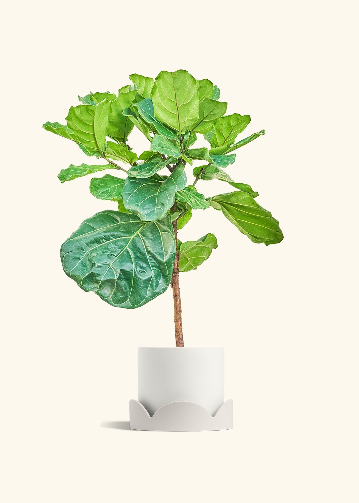 Fiddle Leaf Figin a 10 inches White Classic Cylinder Planter in a Oat Petal Drip Tray