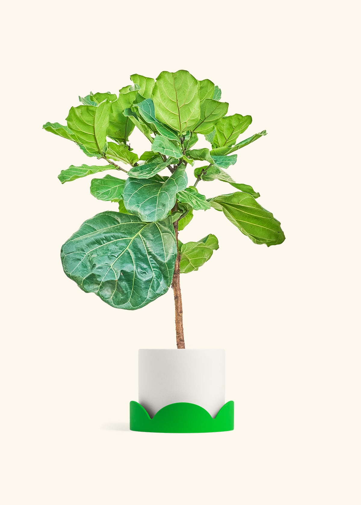 Fiddle Leaf Figin a 10 inches White Classic Cylinder Planter in a Shamrock Petal Drip Tray
