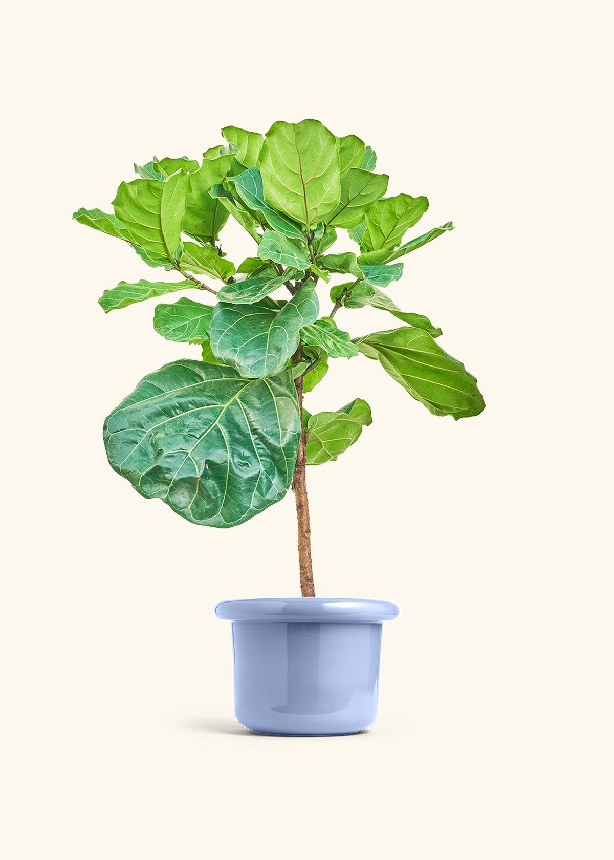 Fiddle Leaf Figin a 10 inches Fat Lip Blue Planter 