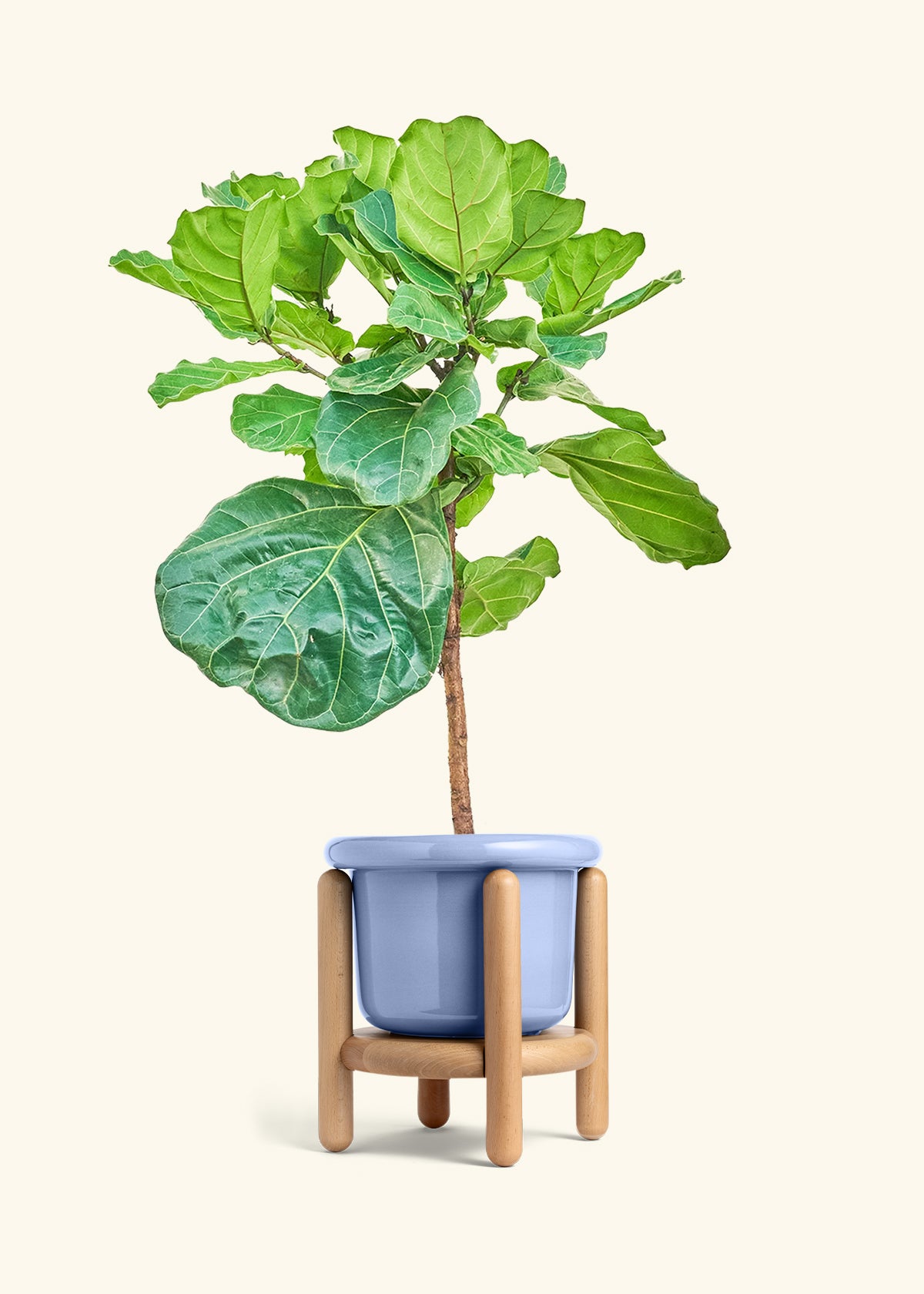 Fiddle Leaf Figin a 10 inches Fat Lip Blue Planter in a Beech Wood Stand