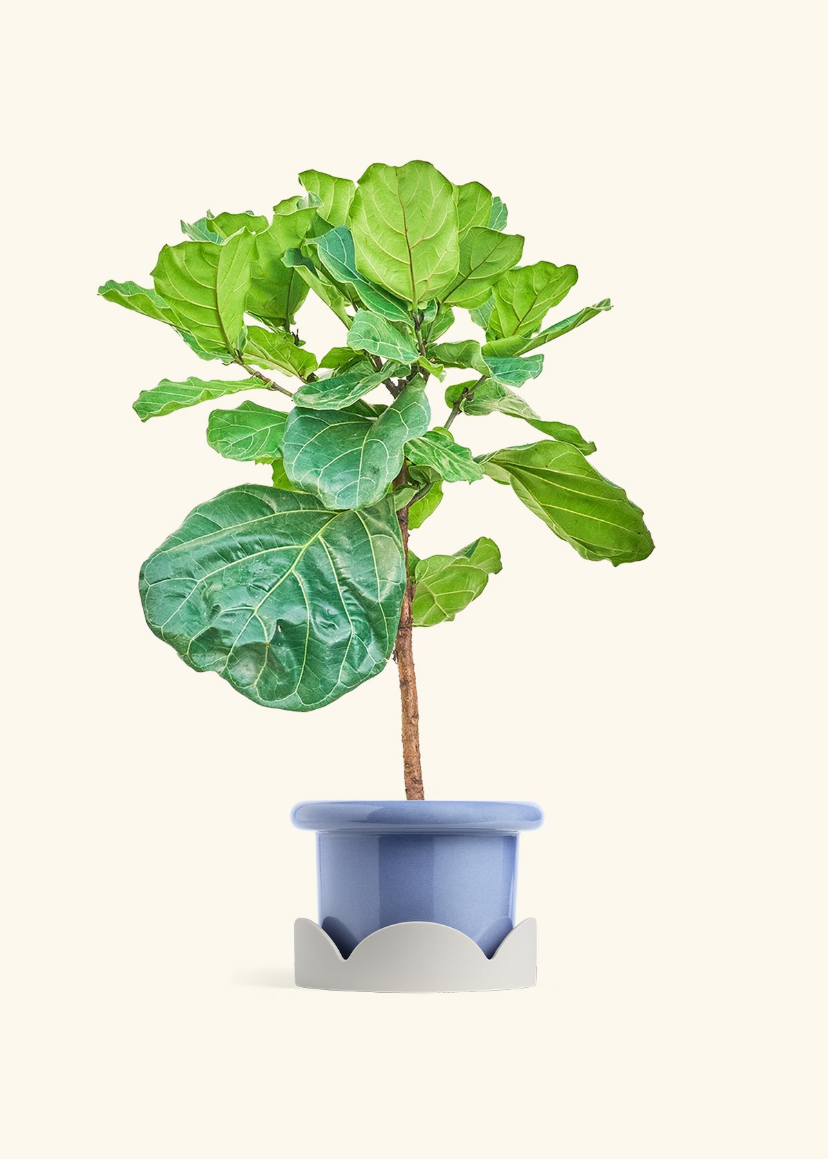 Fiddle Leaf Figin a 10 inches Fat Lip Blue Planter in a Oat Petal Drip Tray