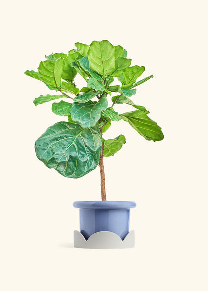Fiddle Leaf Figin a 10 inches Fat Lip Blue Planter in a Oat Petal Drip Tray