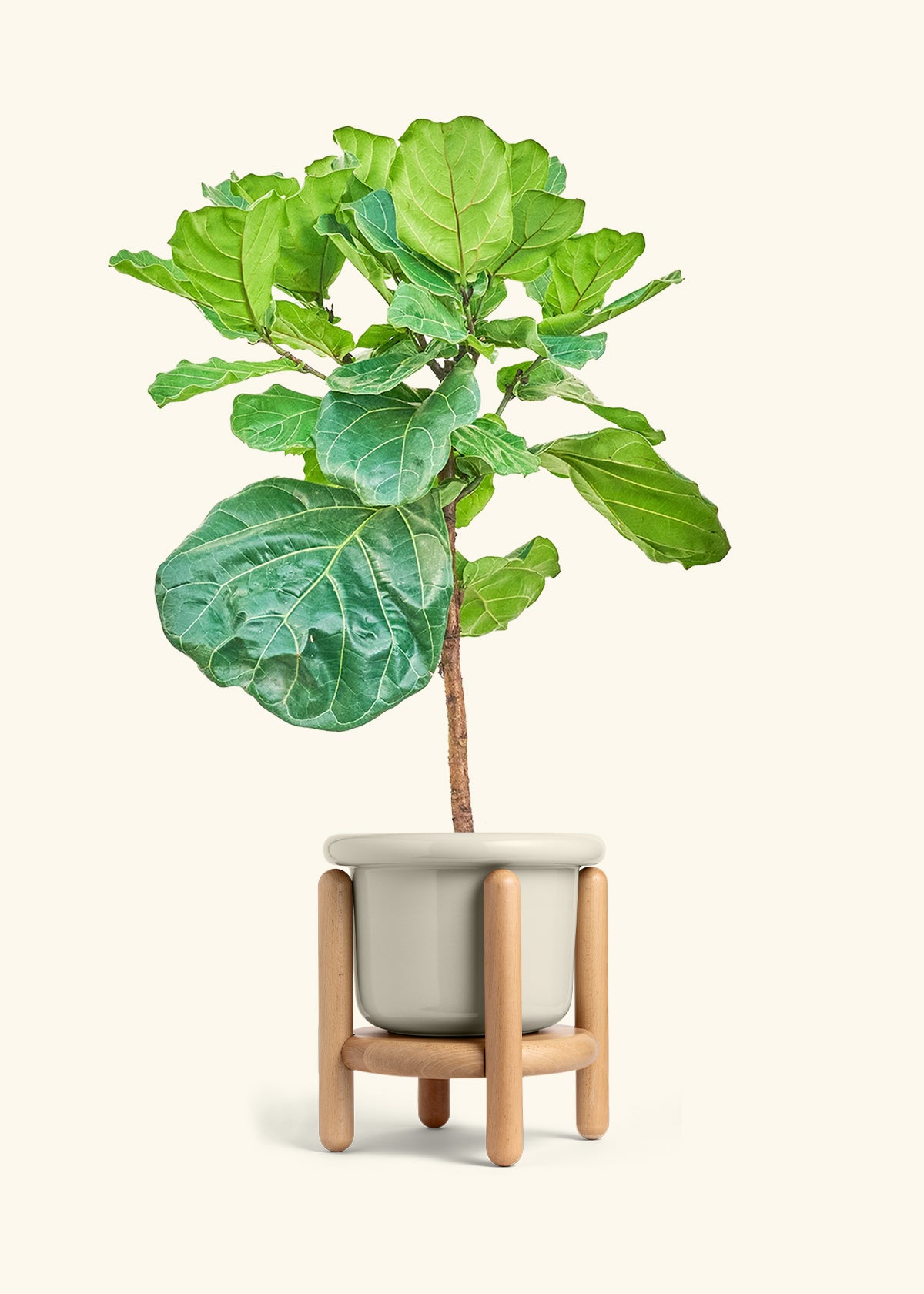 Fiddle Leaf Figin a 10 inches Fat Lip Oat Planter in a Beech Wood Stand