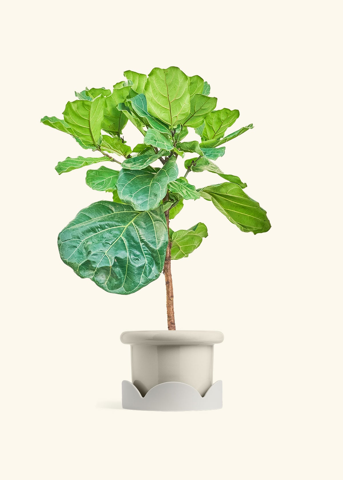 Fiddle Leaf Figin a 10 inches Fat Lip Oat Planter in a Oat Petal Drip Tray