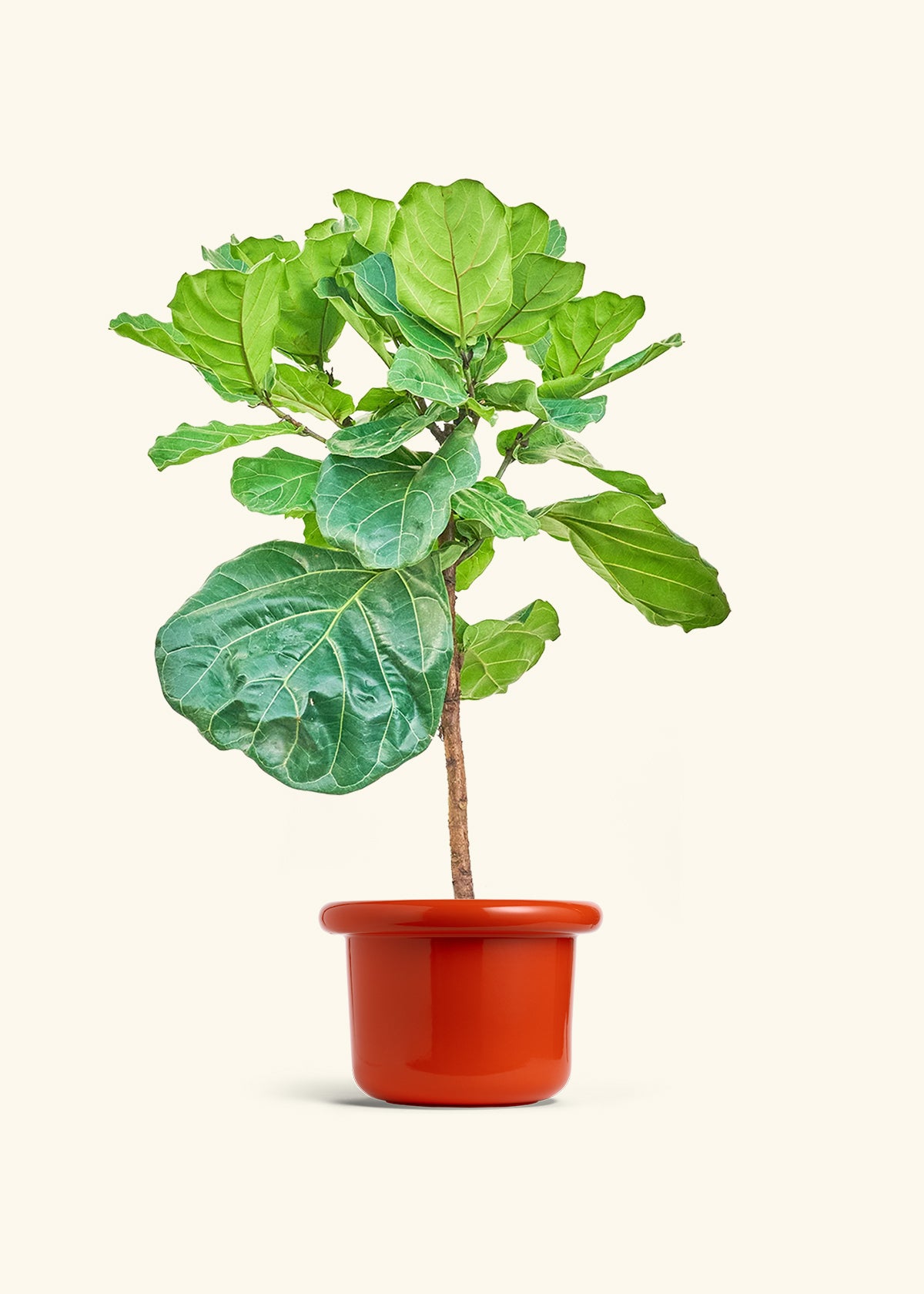 Fiddle Leaf Figin a 10 inches Fat Lip Red Planter 