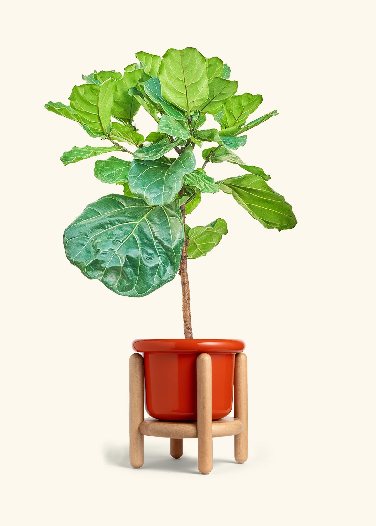 Fiddle Leaf Figin a 10 inches Fat Lip Red Planter in a Beech Wood Stand