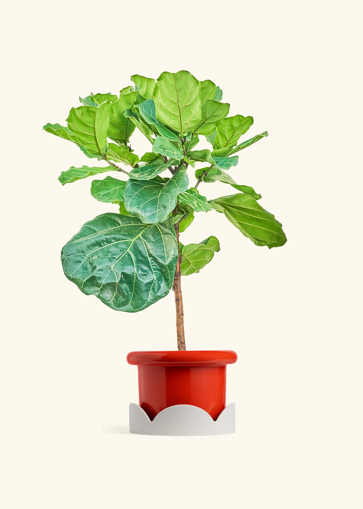 Fiddle Leaf Figin a 10 inches Fat Lip Red Planter in a Oat Petal Drip Tray