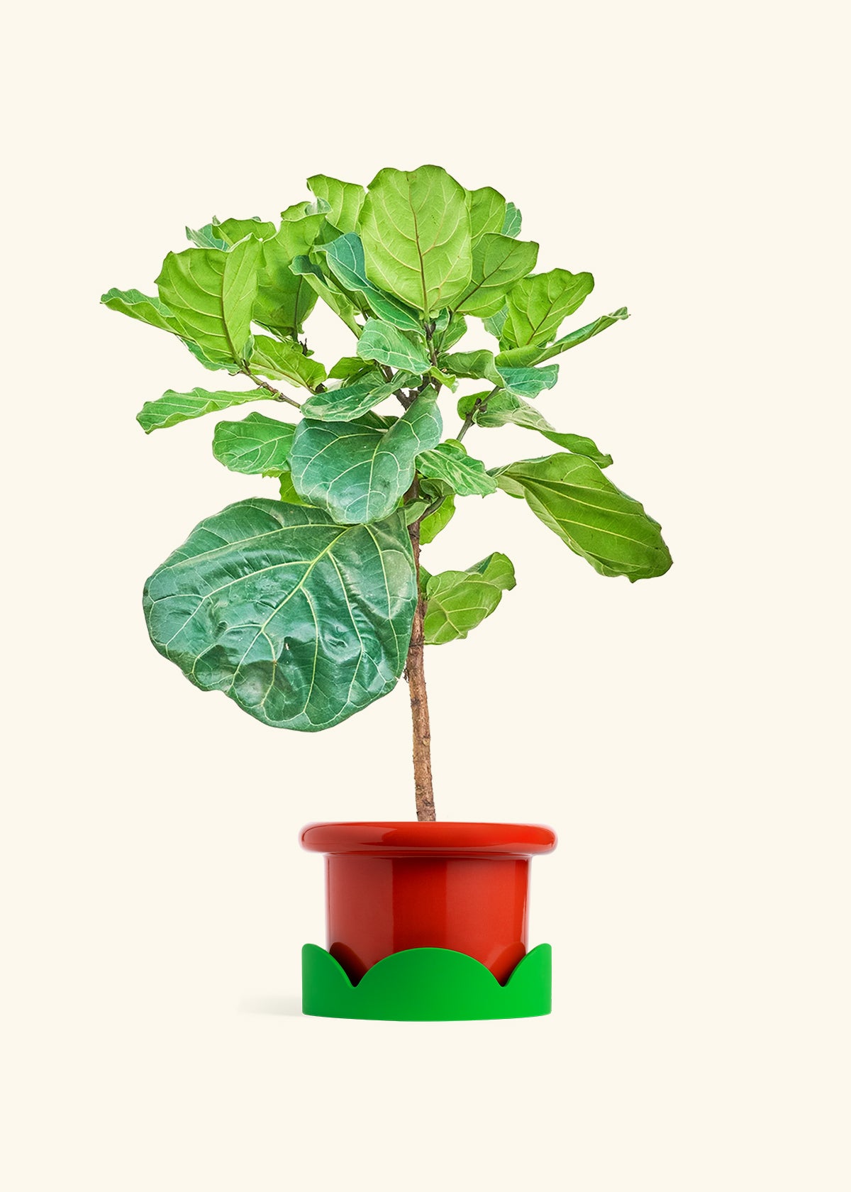 Fiddle Leaf Figin a 10 inches Fat Lip Red Planter in a Shamrock Petal Drip Tray