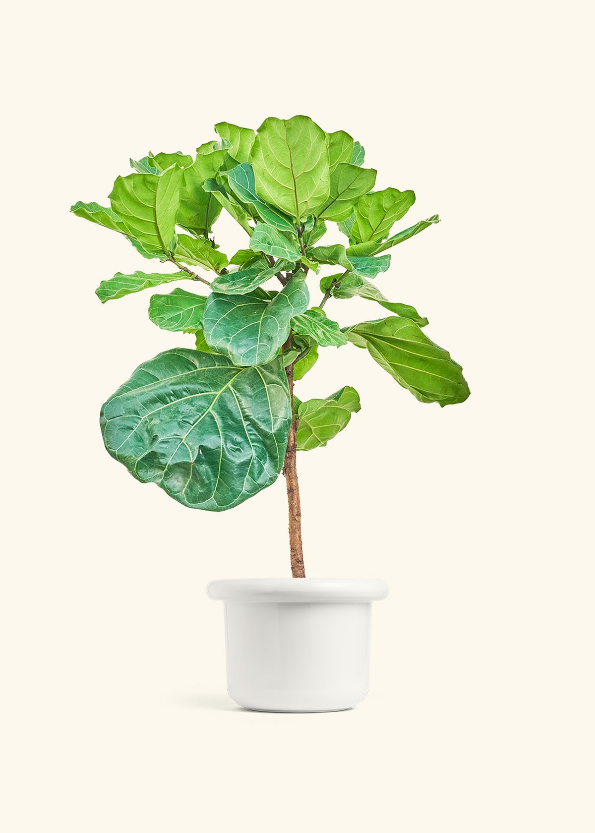 Fiddle Leaf Figin a 10 inches Fat Lip White Planter 