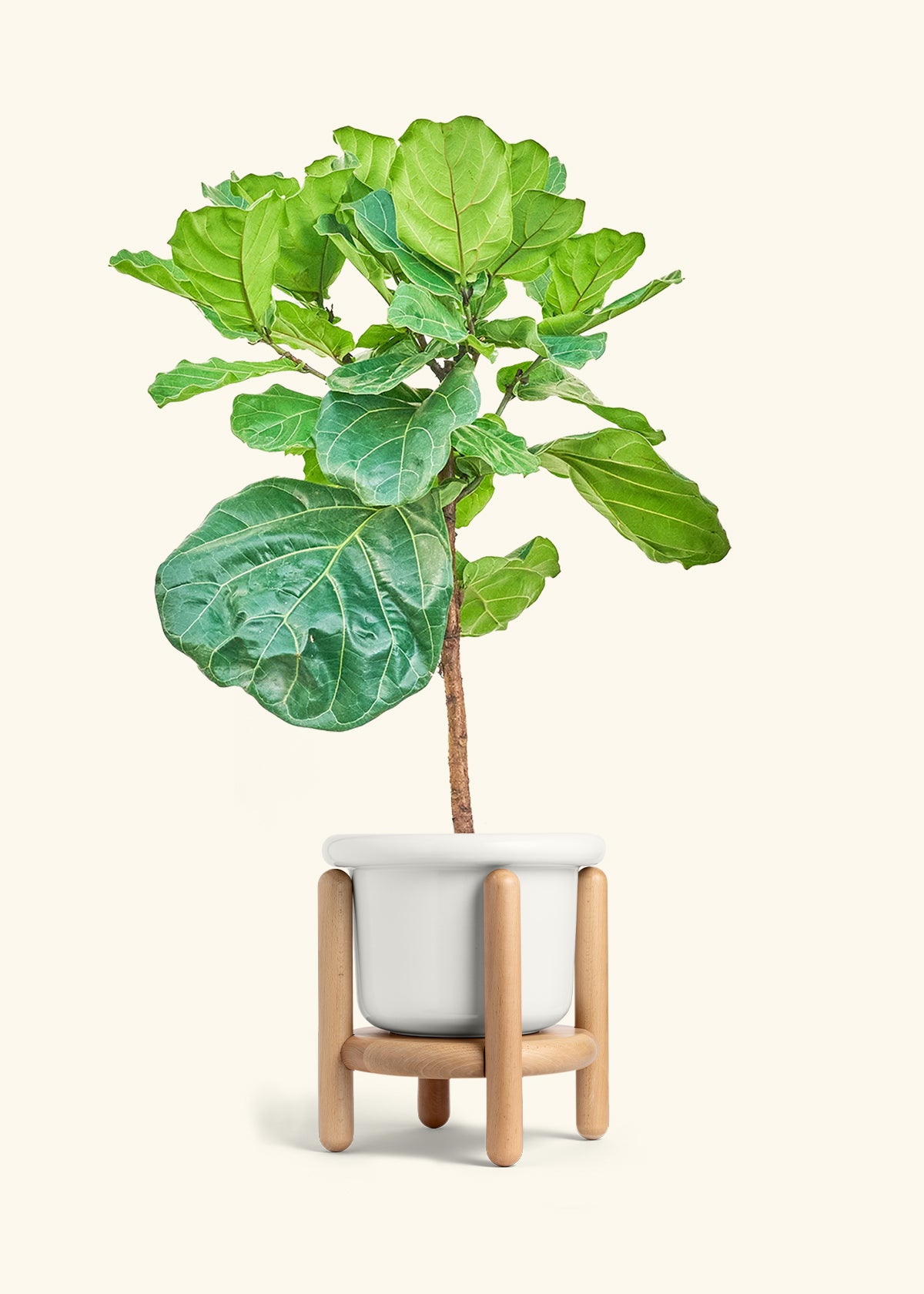 Fiddle Leaf Figin a 10 inches Fat Lip White Planter in a Beech Wood Stand