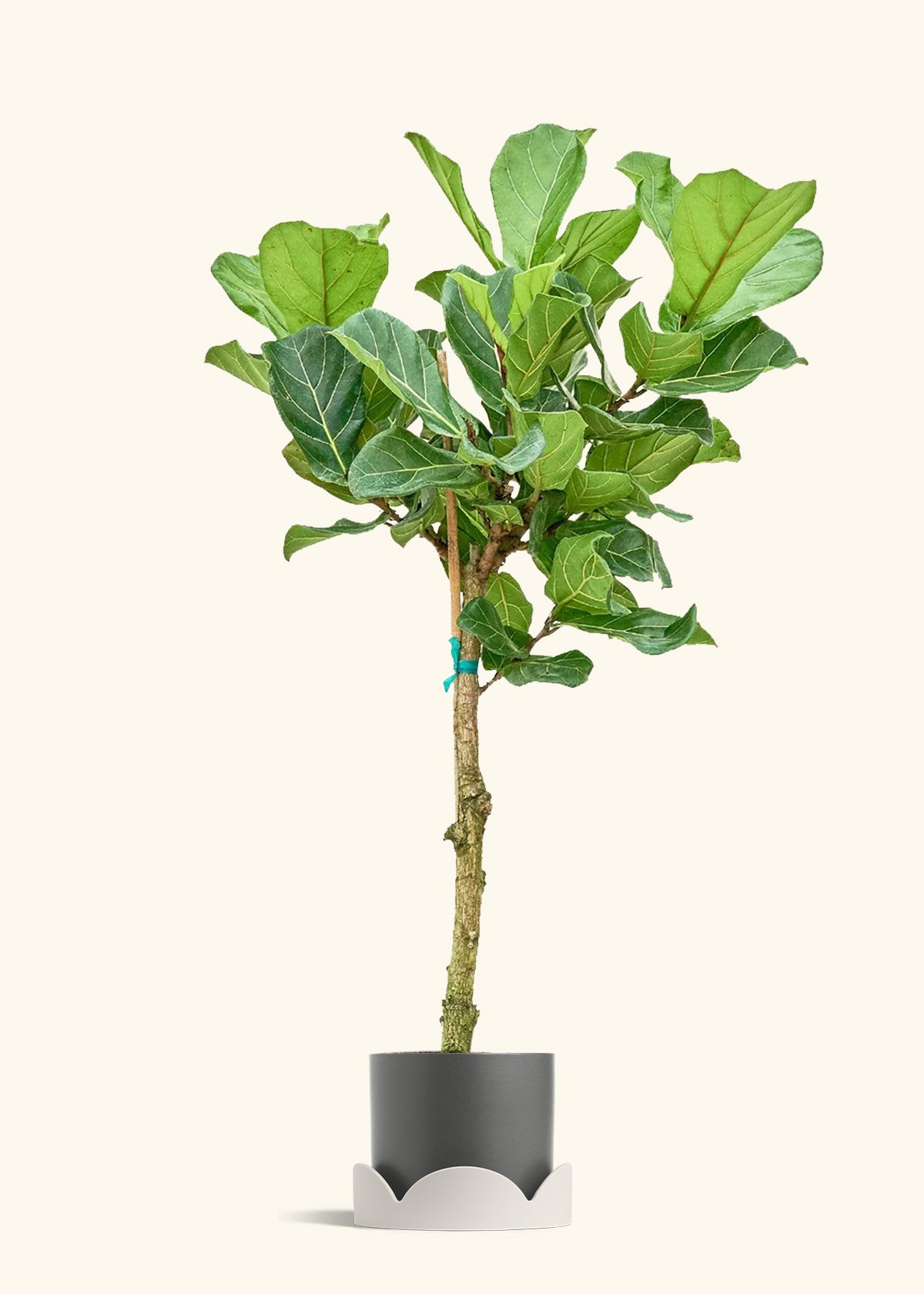 Fiddle Leaf Fig in a 10 inches Charcoal Classic Cylinder Planter in a Oat Petal Drip Tray