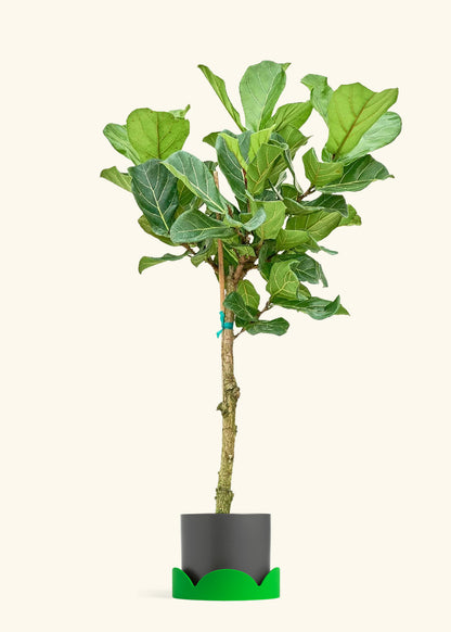 Fiddle Leaf Fig in a 10 inches Charcoal Classic Cylinder Planter in a Shamrock Petal Drip Tray