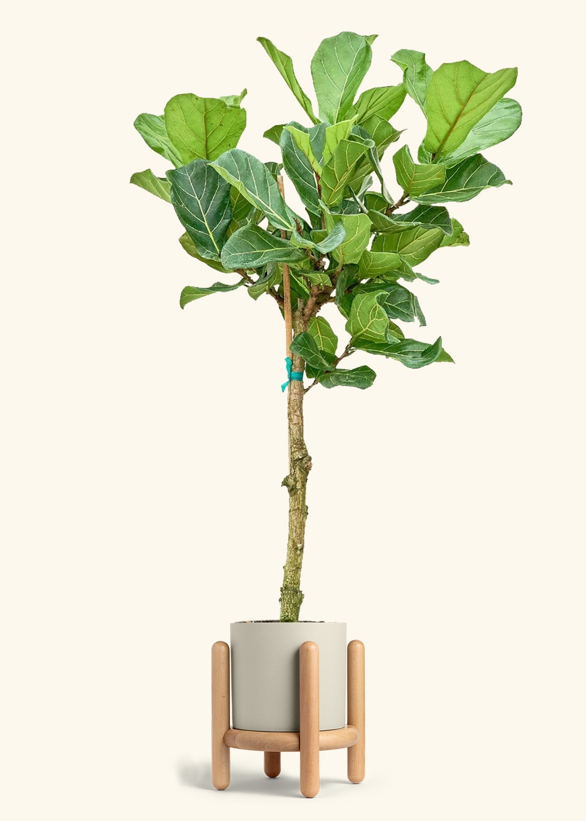 Fiddle Leaf Fig in a 10 inches Oat Classic Cylinder Planter in a Beech Wood Stand