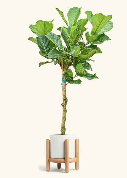 Fiddle Leaf Fig in a 10 inches White Classic Cylinder Planter in a Beech Wood Stand