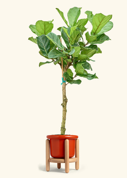 Fiddle Leaf Fig in a 10 inches Fat Lip Red Planter in a Beech Wood Stand