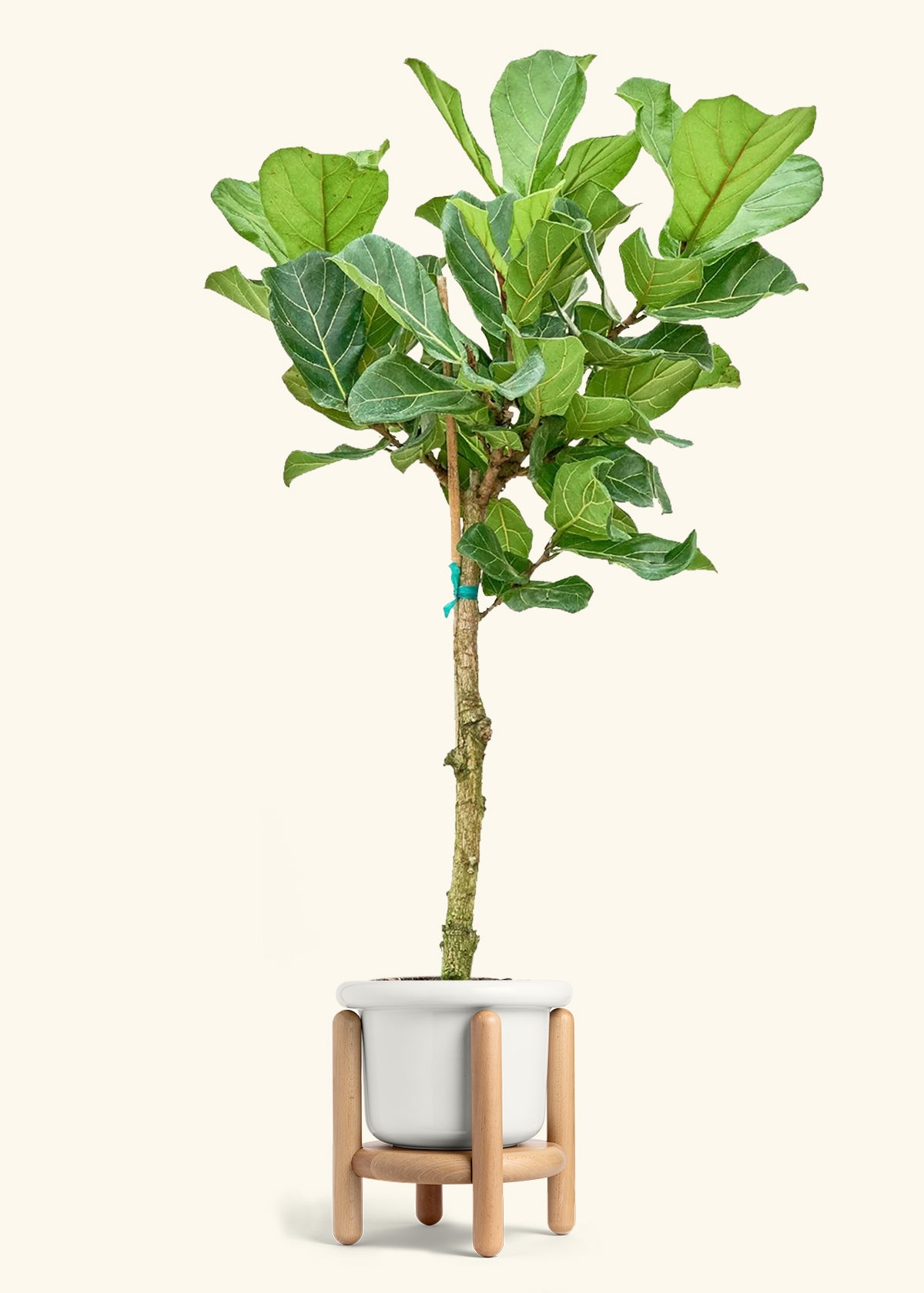 Fiddle Leaf Fig in a 10 inches Fat Lip White Planter in a Beech Wood Stand
