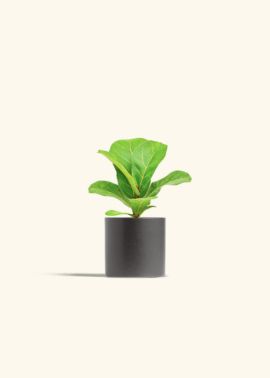 Fiddle Leaf Fig in a 4 inches Charcoal Classic Cylinder Planter 