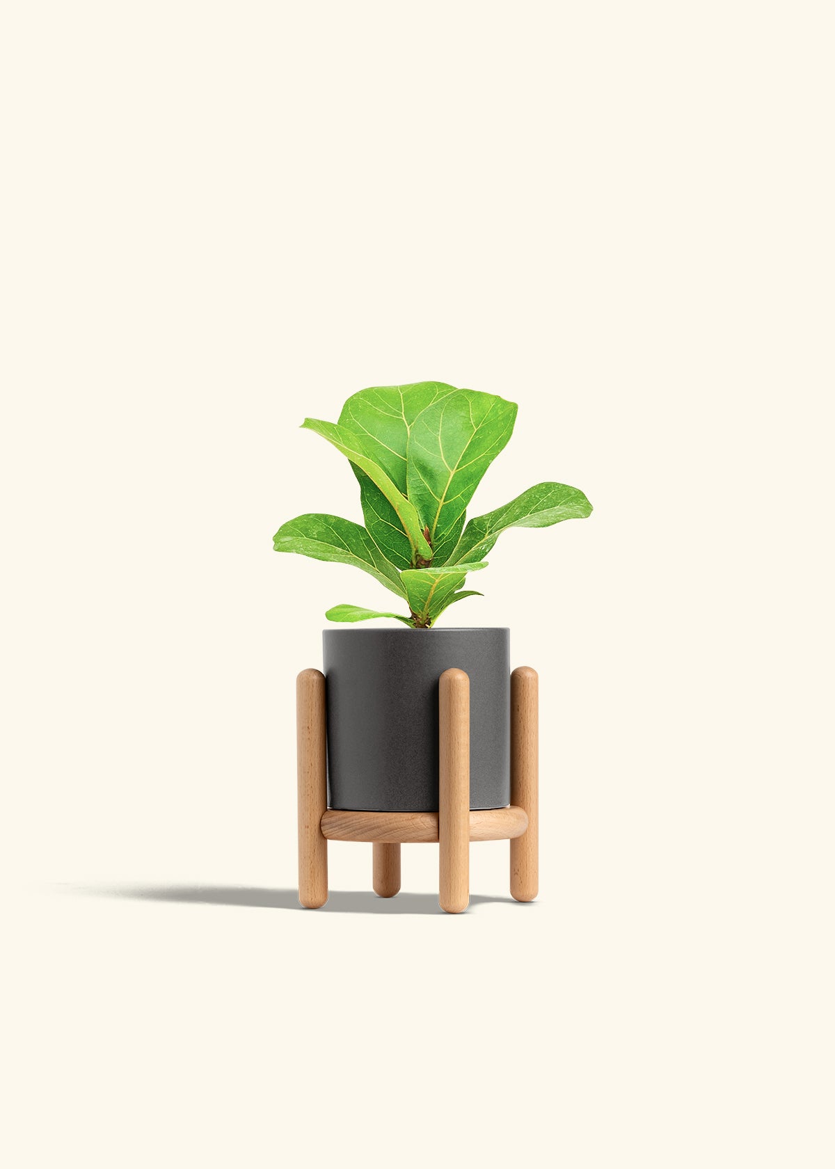 Fiddle Leaf Fig in a 4 inches Charcoal Classic Cylinder Planter in a Beech Wood Stand