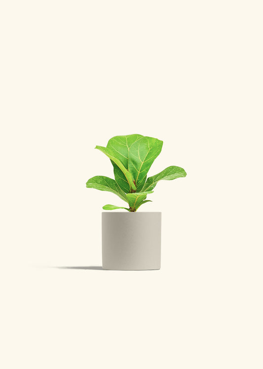 Fiddle Leaf Fig in a 4 inches Oat Classic Cylinder Planter 