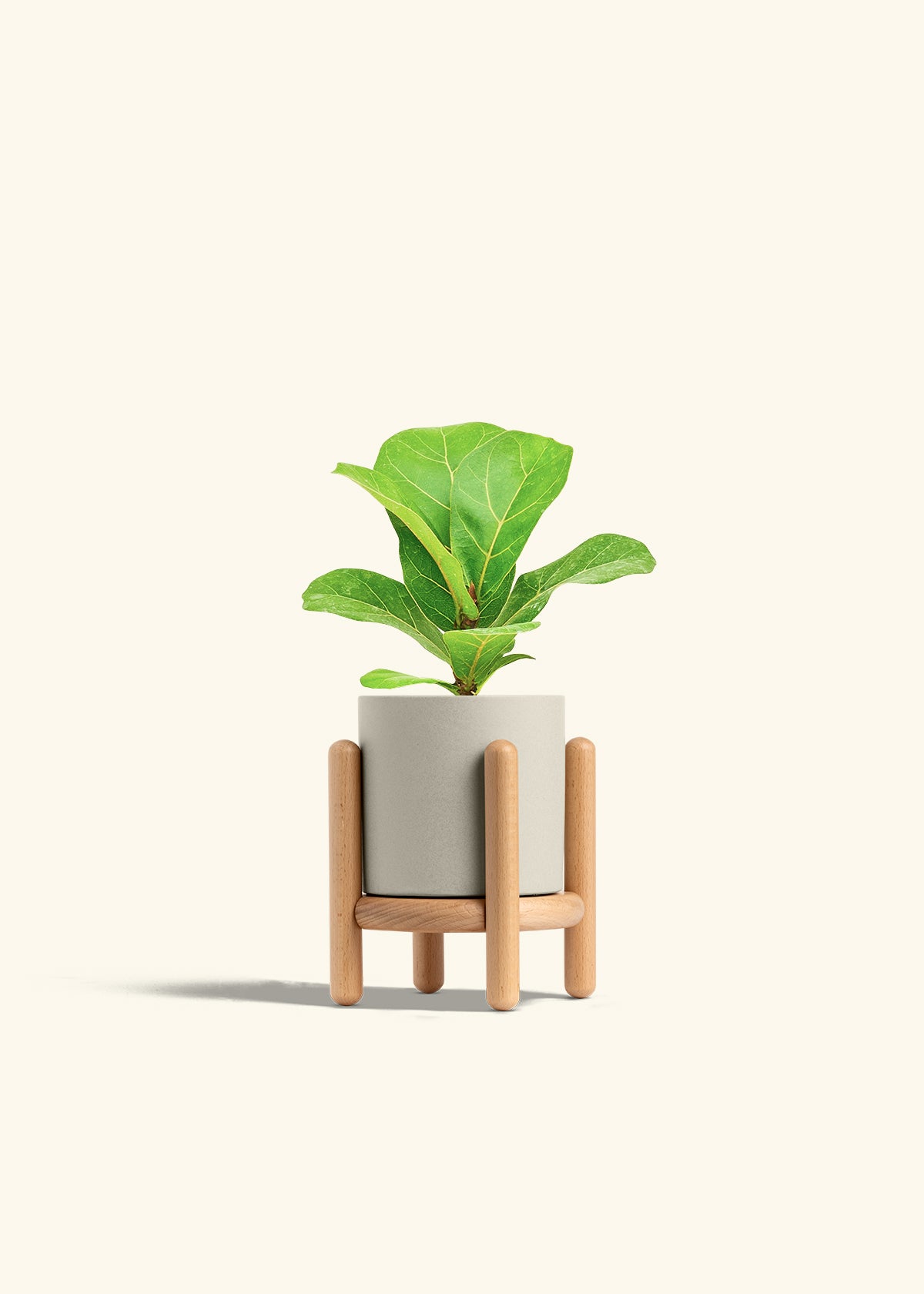 Fiddle Leaf Fig in a 4 inches Oat Classic Cylinder Planter in a Beech Wood Stand