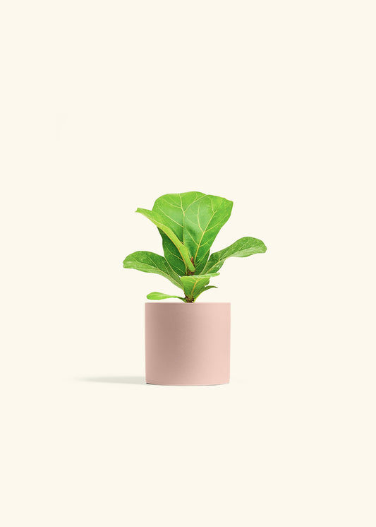 Fiddle Leaf Fig in a 4 inches Pink Classic Cylinder Planter 