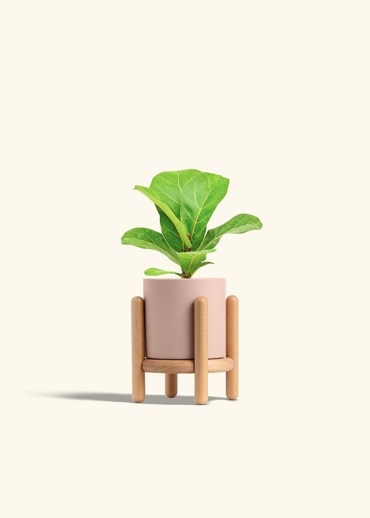 Fiddle Leaf Fig in a 4 inches Pink Classic Cylinder Planter in a Beech Wood Stand