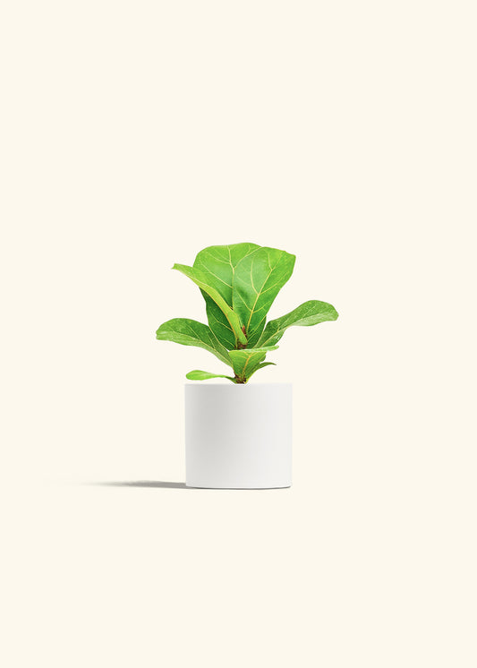 Fiddle Leaf Fig in a 4 inches White Classic Cylinder Planter 
