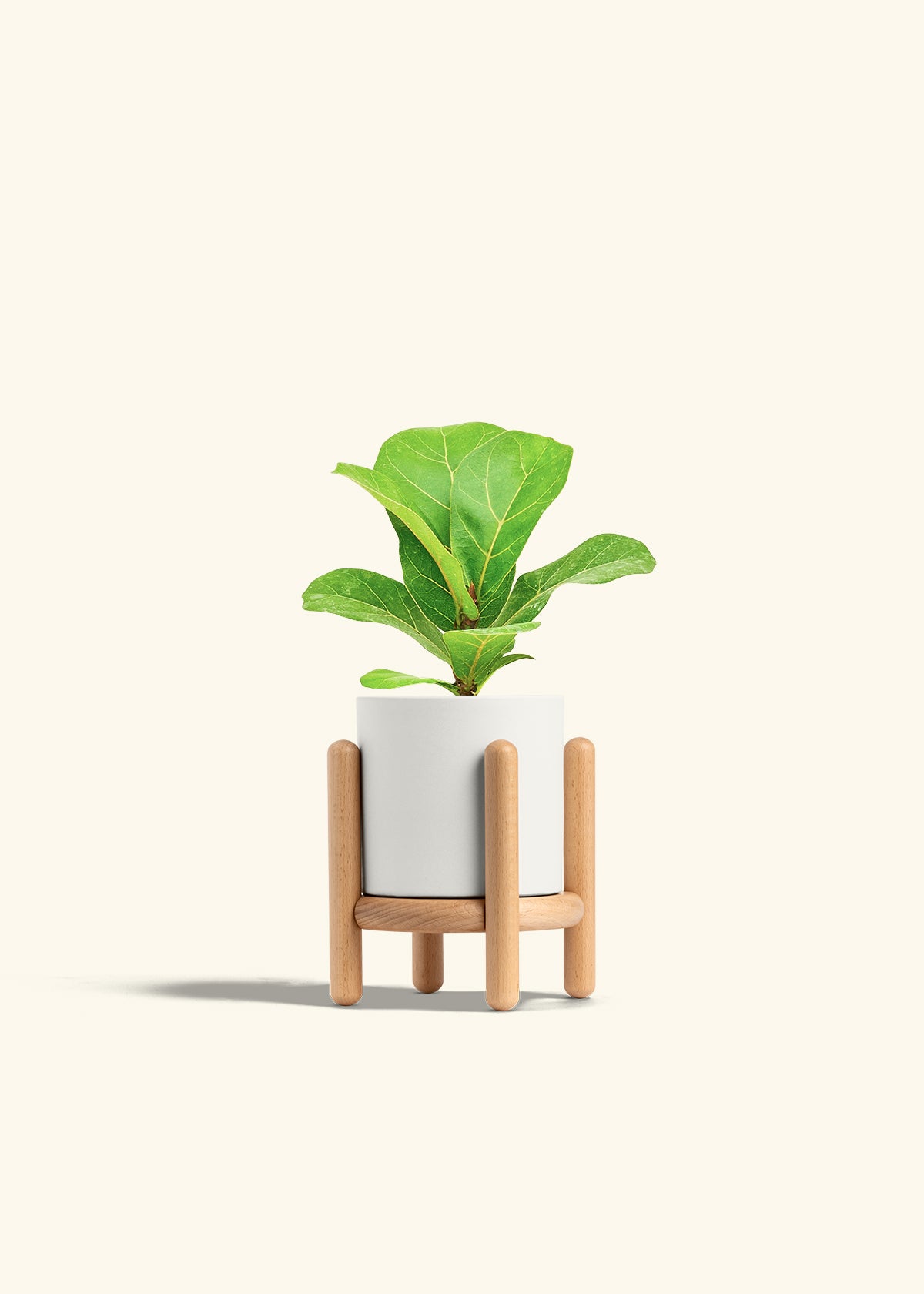 Fiddle Leaf Fig in a 4 inches White Classic Cylinder Planter in a Beech Wood Stand
