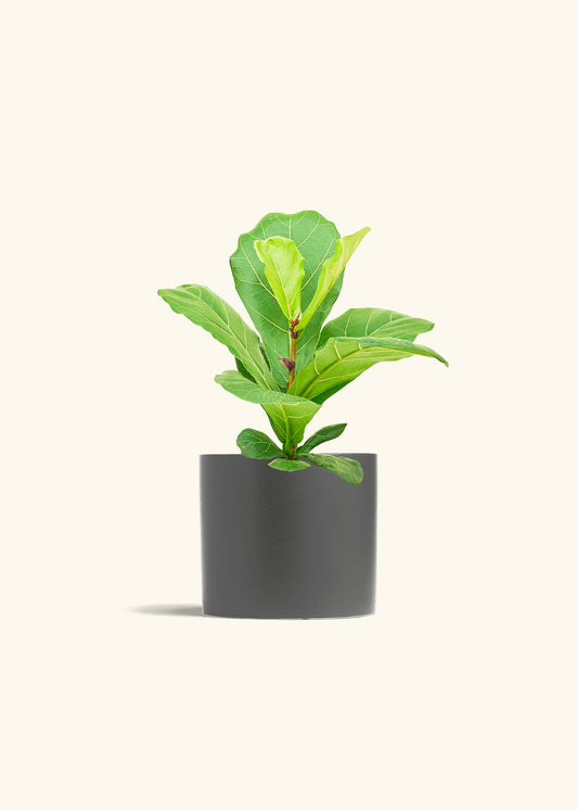 Fiddle Leaf Fig in a 6 inches Pink Classic Cylinder Planter in a Beech Wood Stand