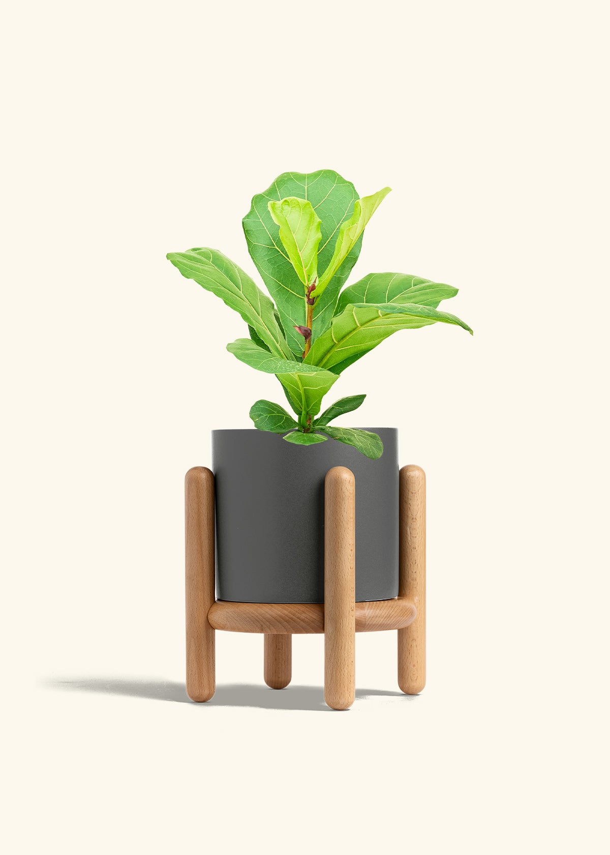 Fiddle Leaf Fig in a 6 inches Charcoal Classic Cylinder Planter in a Beech Wood Stand