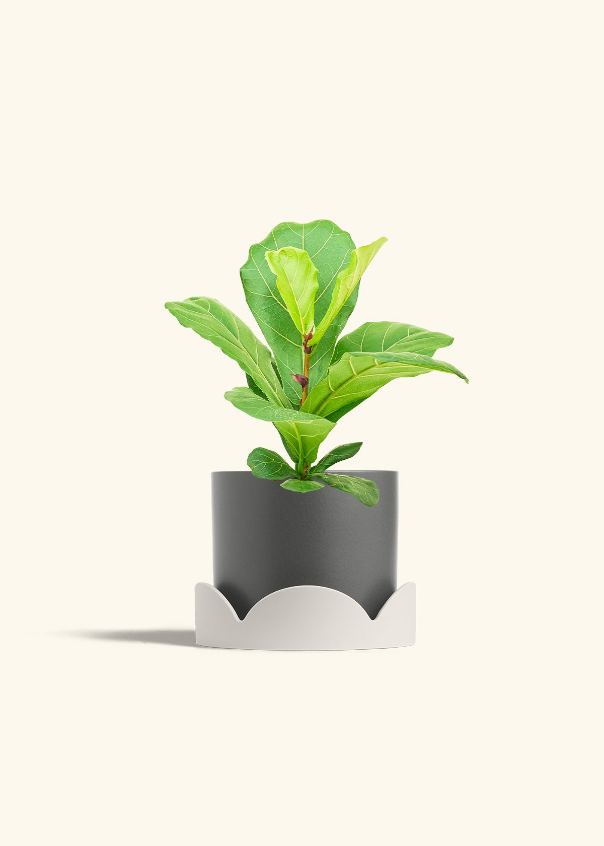 Fiddle Leaf Fig in a 6 inches Charcoal Classic Cylinder Planter in a Oat Petal Drip Tray