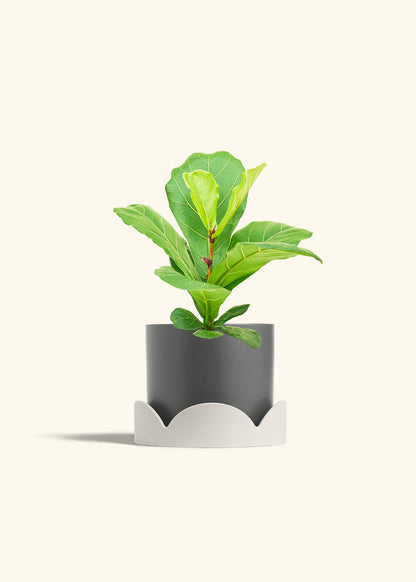 Fiddle Leaf Fig in a 6 inches Charcoal Classic Cylinder Planter in a Oat Petal Drip Tray