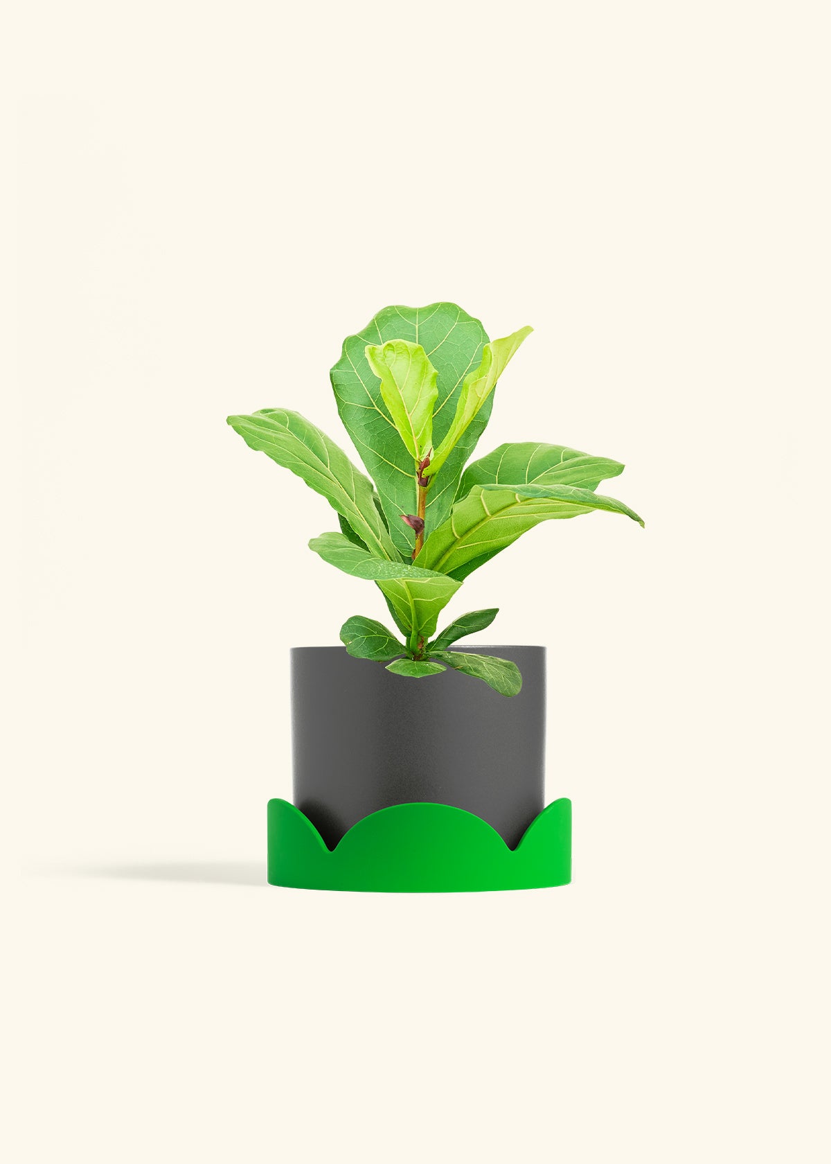 Fiddle Leaf Fig in a 6 inches Charcoal Classic Cylinder Planter in a Shamrock Petal Drip Tray