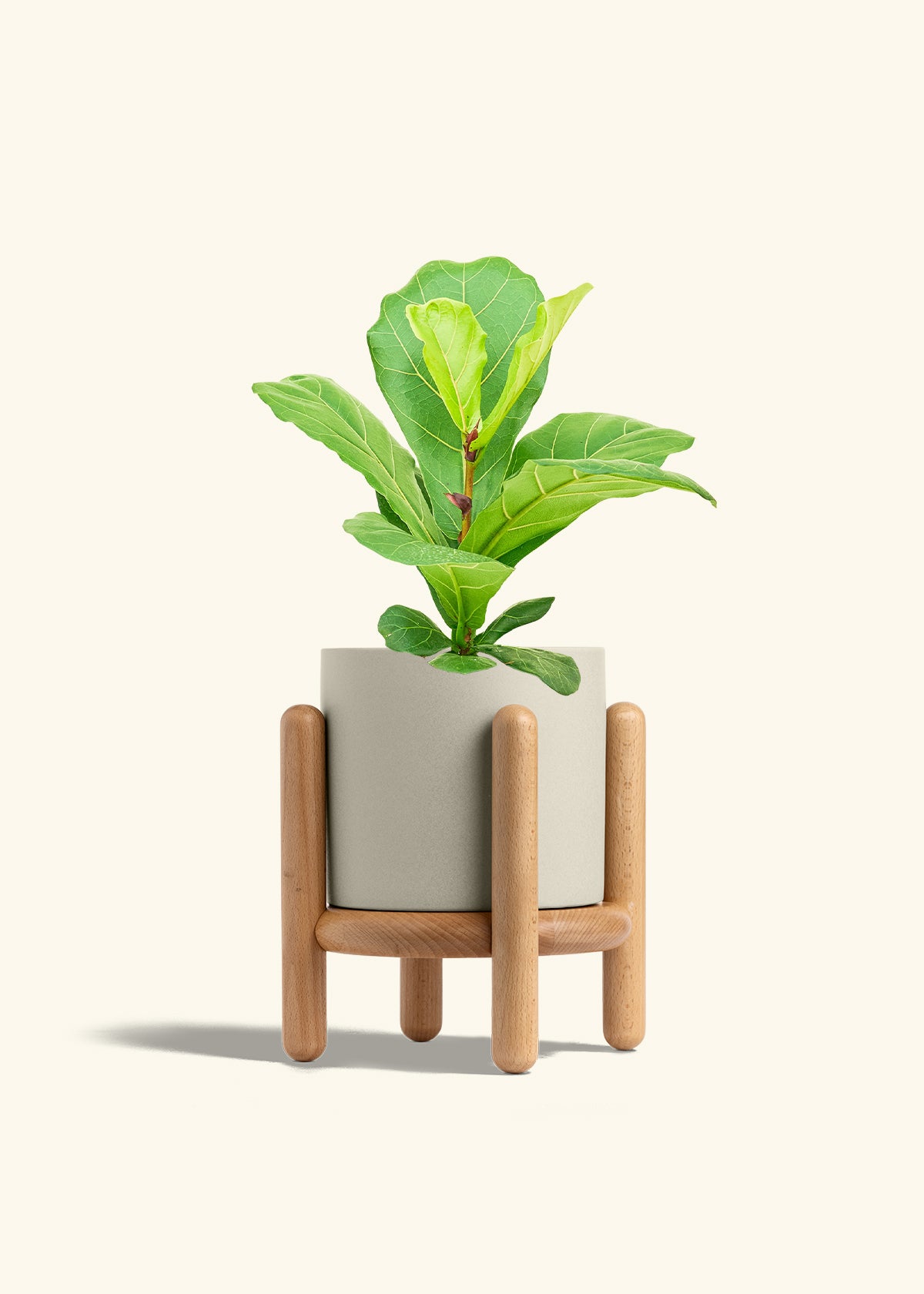 Fiddle Leaf Fig in a 6 inches Oat Classic Cylinder Planter in a Shamrock Petal Drip Tray