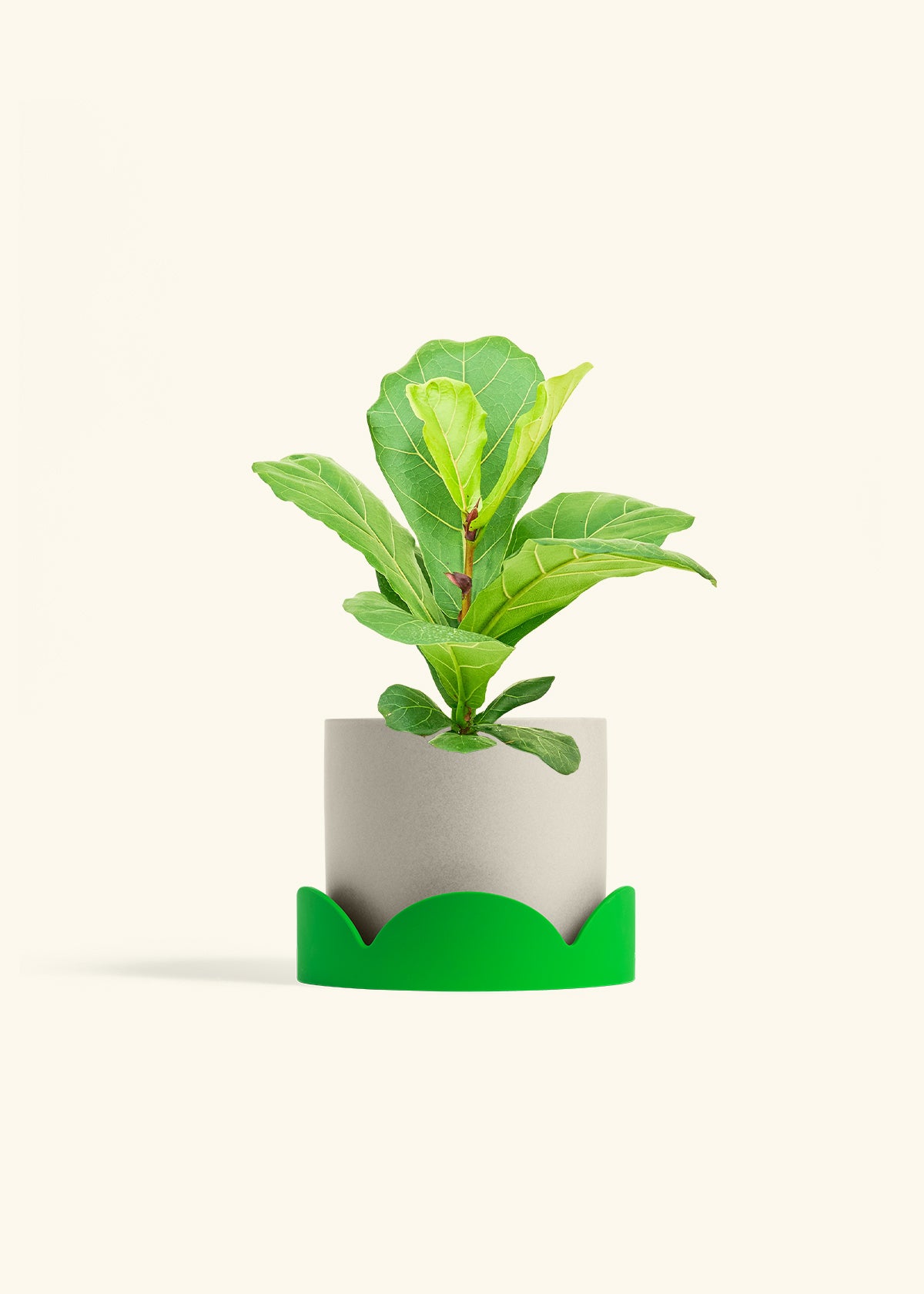 Fiddle Leaf Fig in a 6 inches Oat Classic Cylinder Planter 