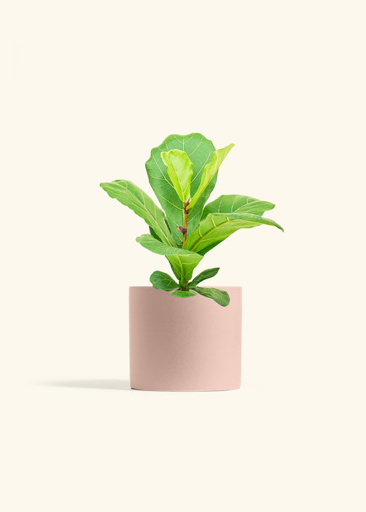 Fiddle Leaf Fig in a 6 inches White Classic Cylinder Planter in a Shamrock Petal Drip Tray