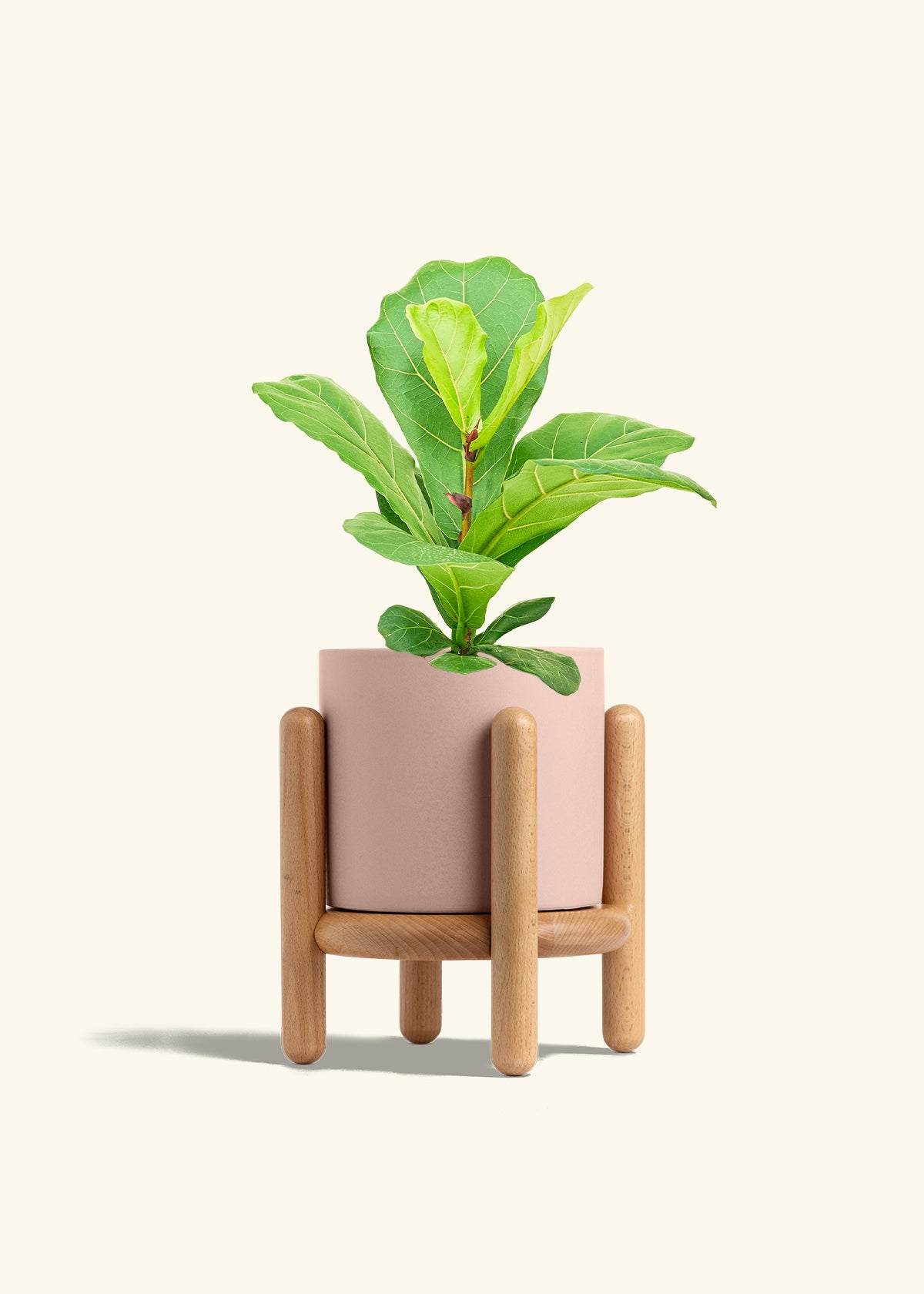 Fiddle Leaf Fig in a 6 inches Charcoal Classic Cylinder Planter 