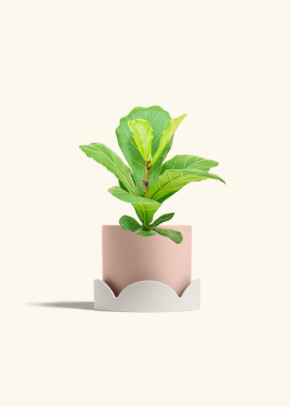 Fiddle Leaf Fig in a 6 inches Pink Classic Cylinder Planter in a Shamrock Petal Drip Tray
