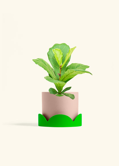 Fiddle Leaf Fig in a 6 inches Pink Classic Cylinder Planter in a Oat Petal Drip Tray