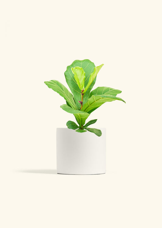 Fiddle Leaf Fig in a 6 inches White Classic Cylinder Planter 
