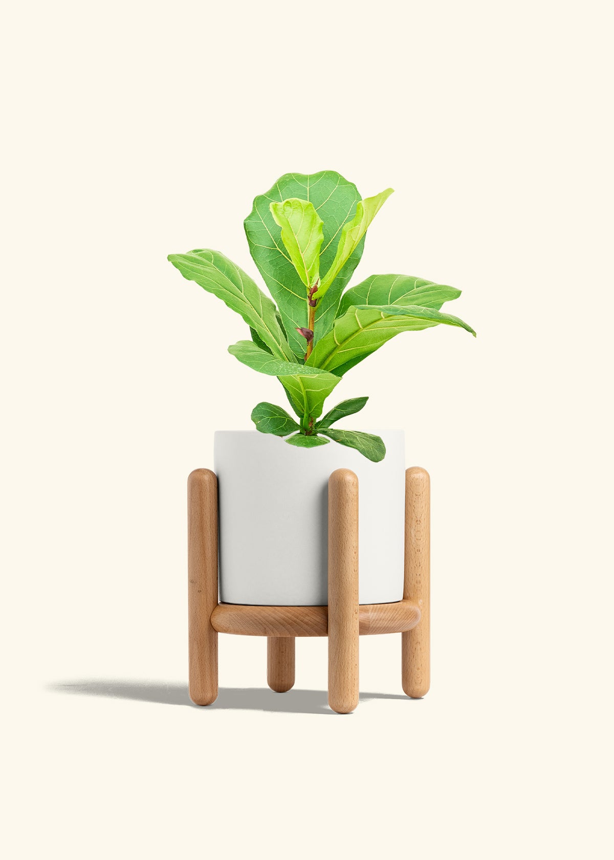 Fiddle Leaf Fig in a 6 inches Pink Classic Cylinder Planter 