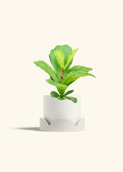 Fiddle Leaf Fig in a 6 inches White Classic Cylinder Planter in a Beech Wood Stand