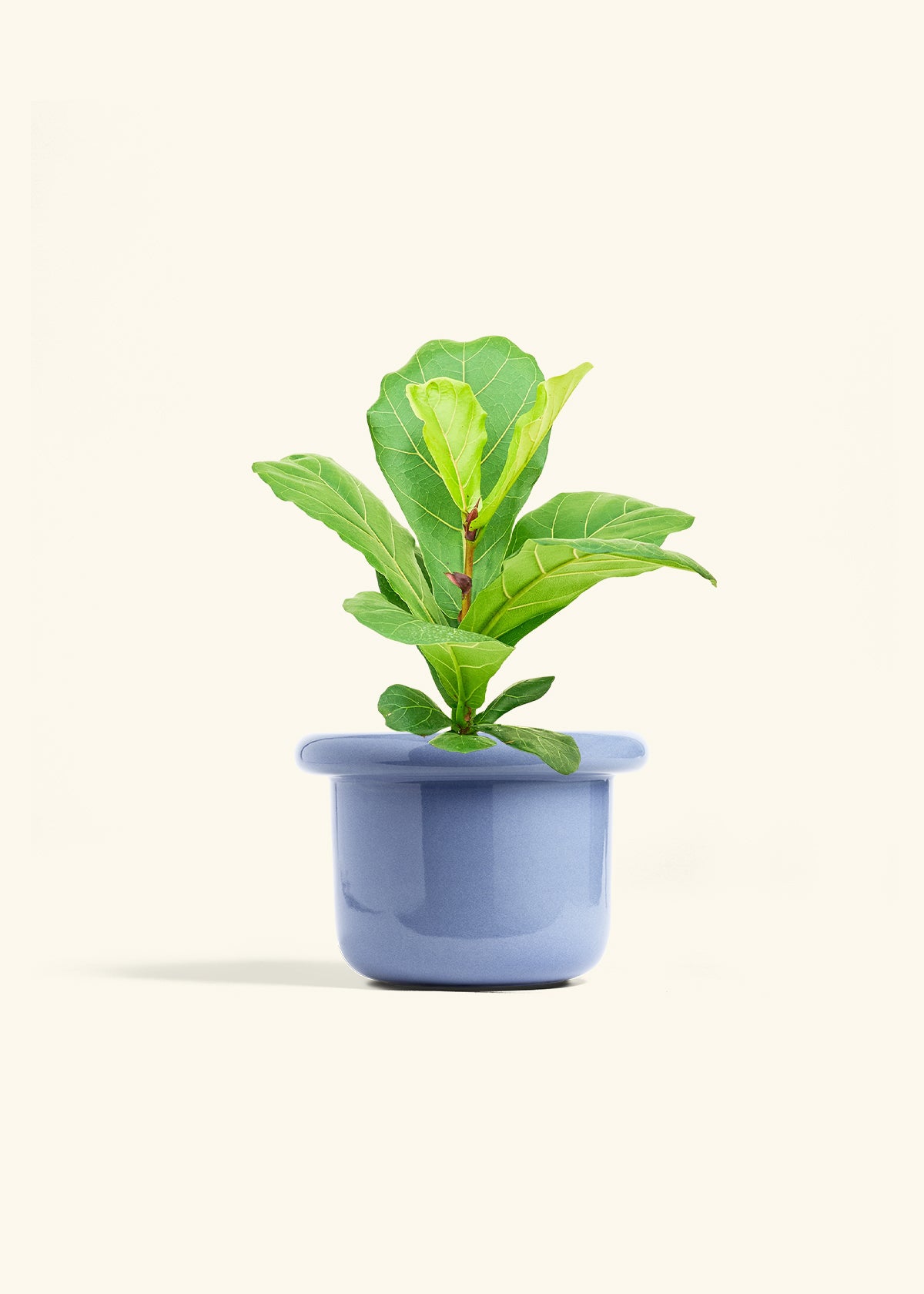Fiddle Leaf Fig in a 6 inches Fat Lip Blue Planter 
