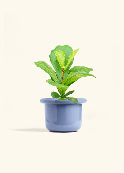 Fiddle Leaf Fig in a 6 inches Fat Lip Blue Planter 