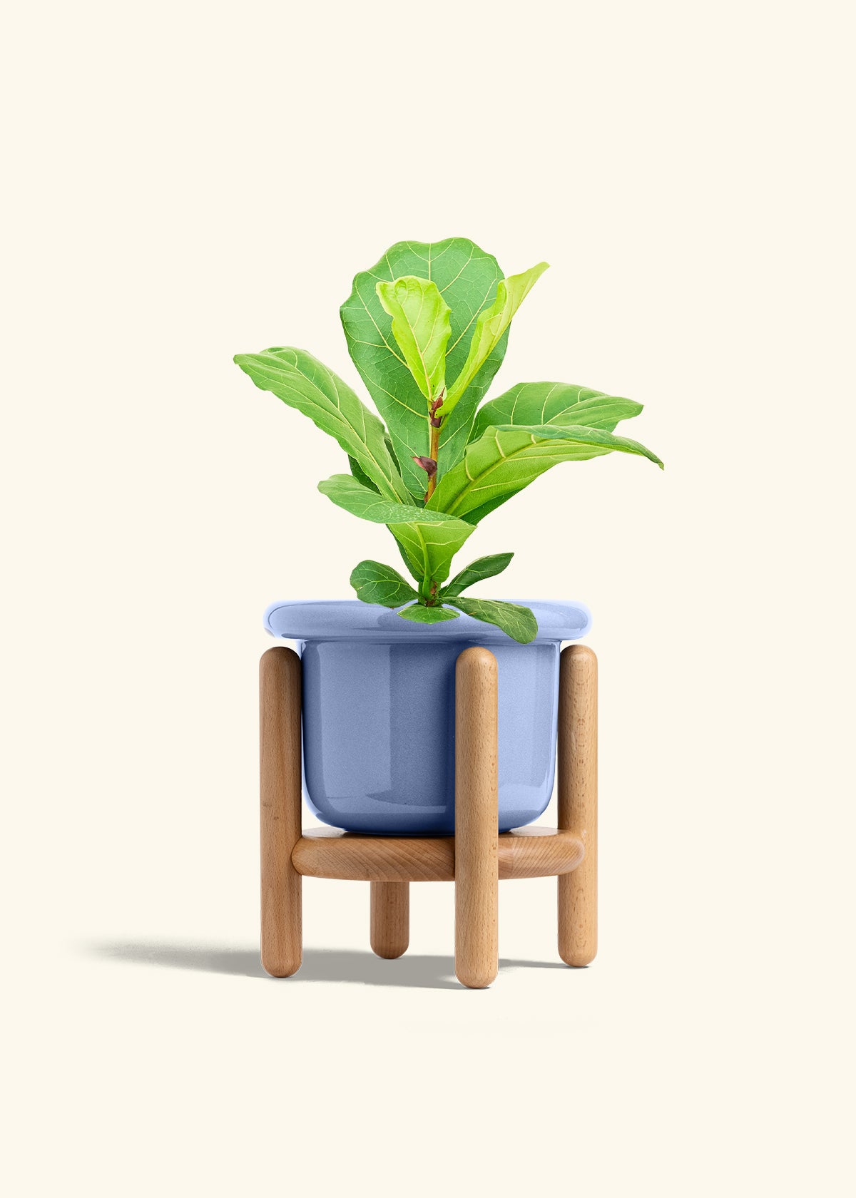 Fiddle Leaf Fig in a 6 inches Fat Lip Blue Planter in a Beech Wood Stand